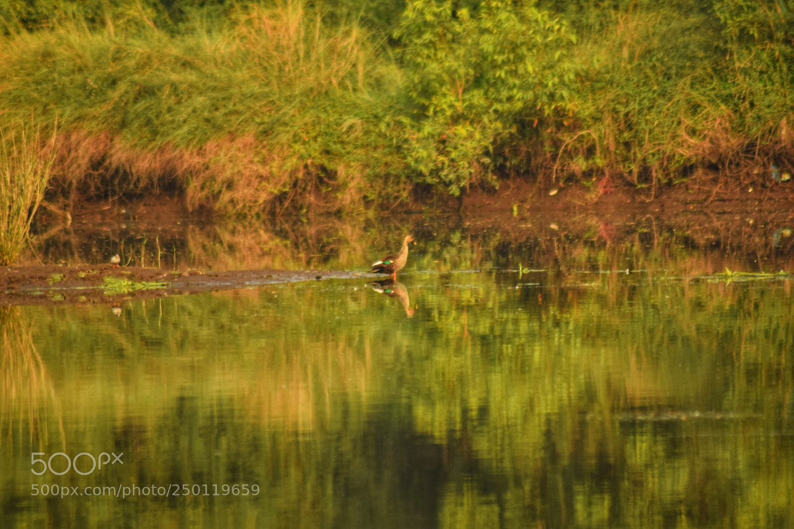 Nikon D3300 sample photo. Spot billed duck photography