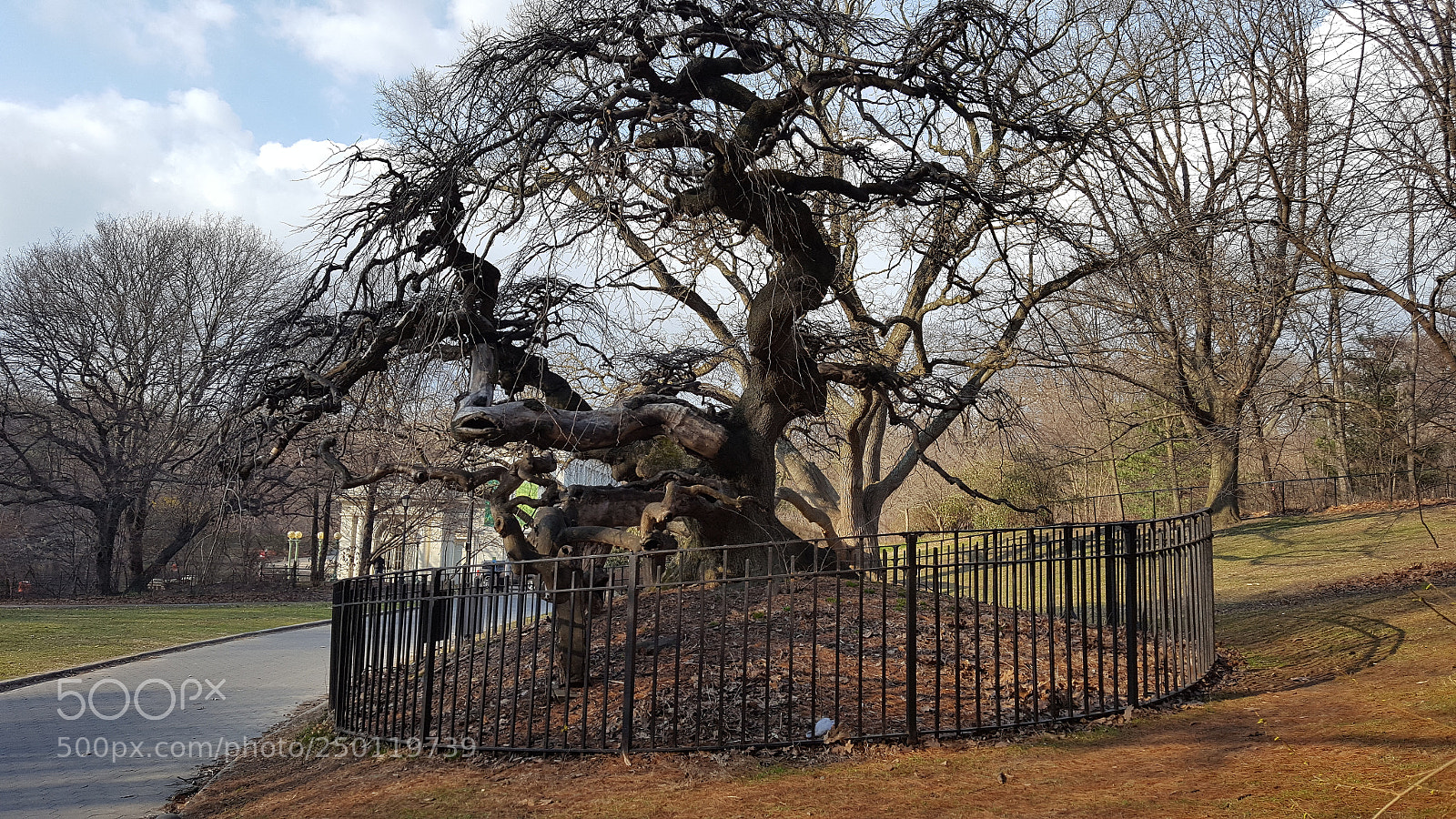 Samsung Galaxy S6 sample photo. Old old tree photography