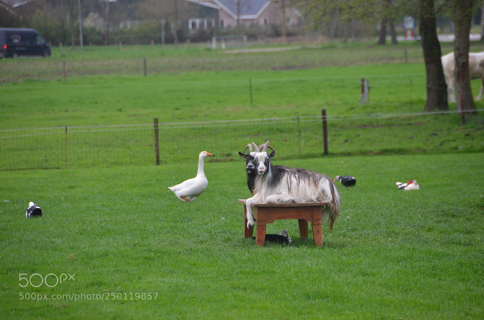 Nikon D7000 sample photo. Goats on the table photography