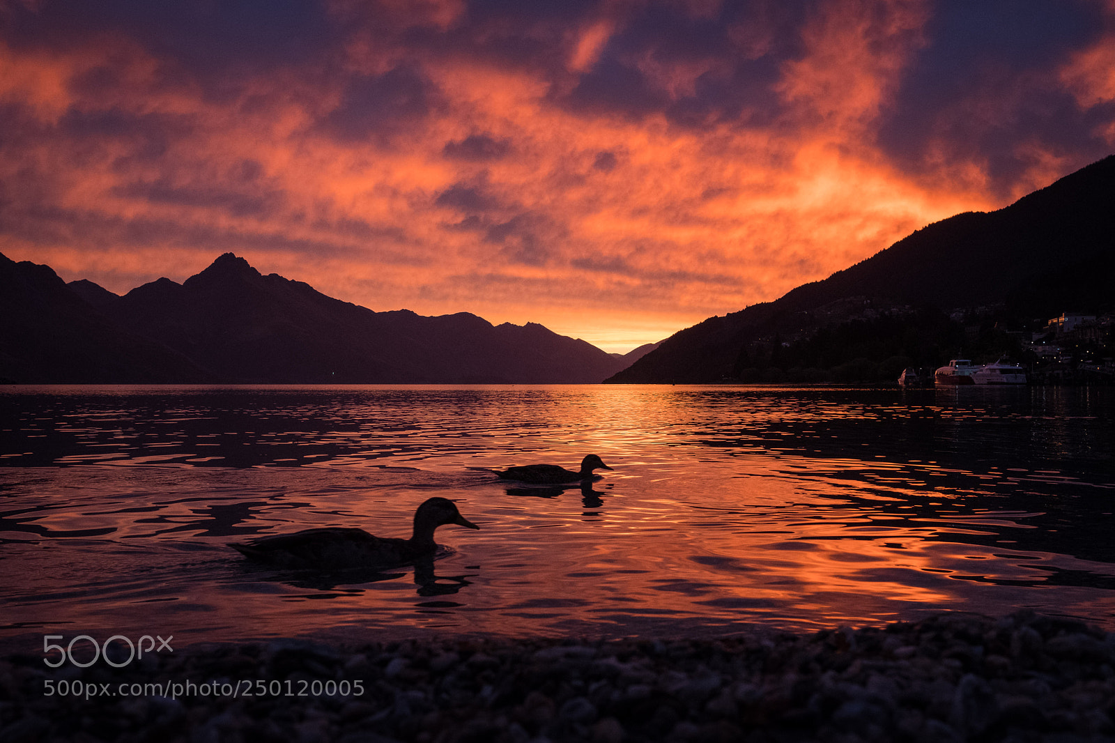 Fujifilm X-T20 sample photo. Duck in queenstown photography