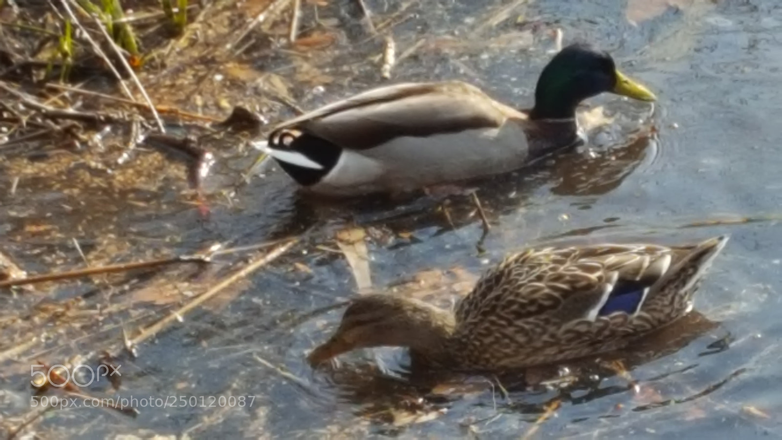 Samsung Galaxy S6 sample photo. Couple of ducks feeding photography