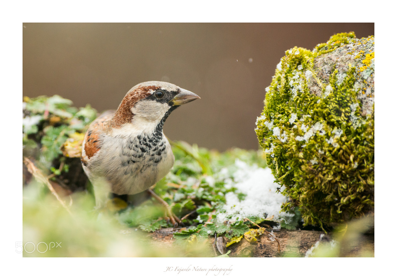 Nikon D800 sample photo. Little birds v photography