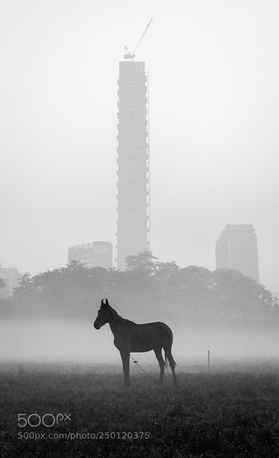 Nikon D7100 sample photo. The loner photography