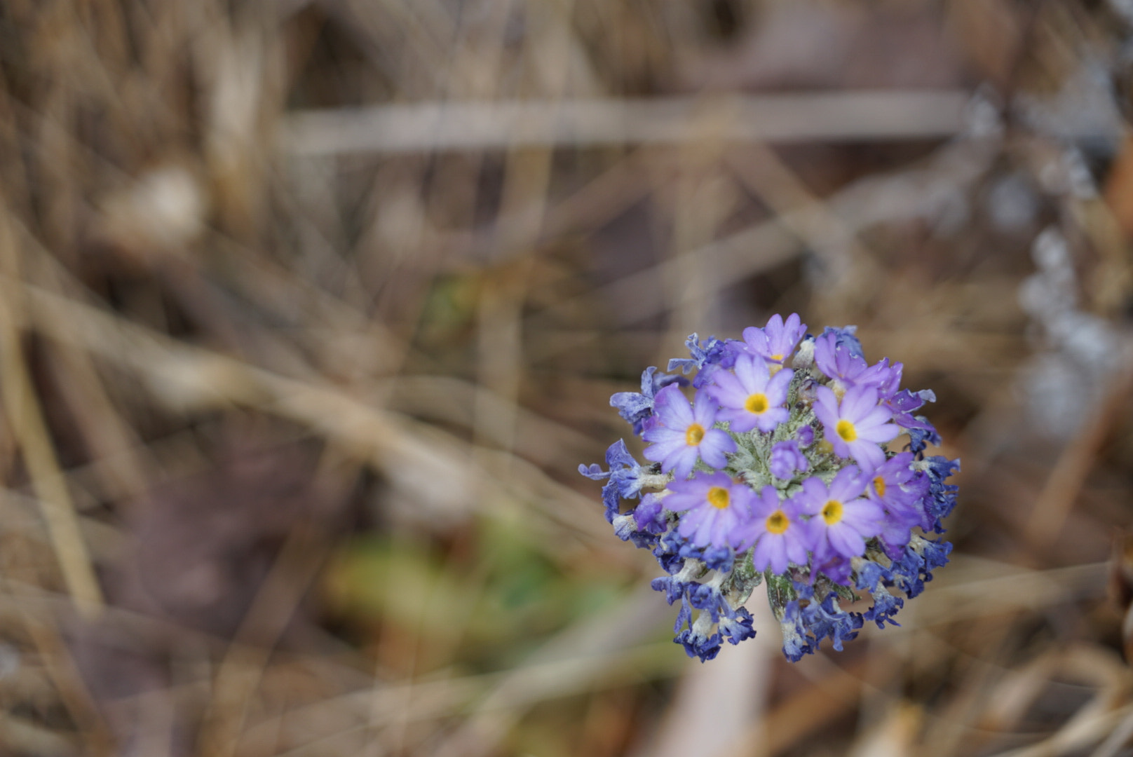 Sony FE 24-240mm F3.5-6.3 OSS sample photo. Mountain flower photography
