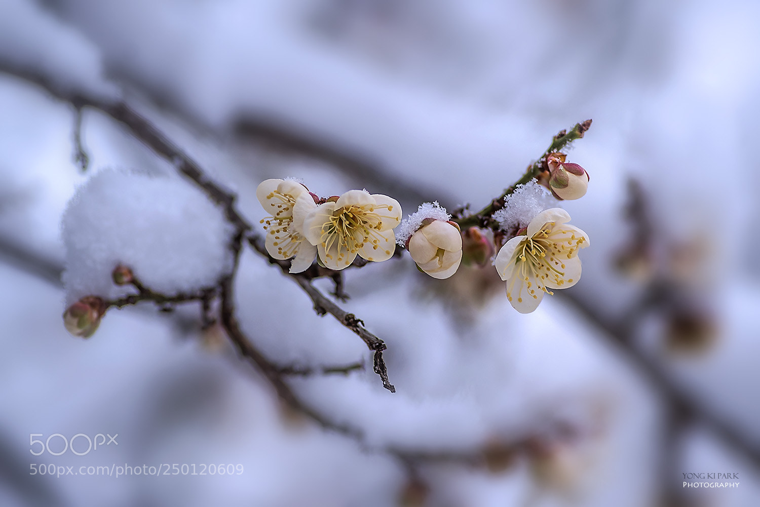 Pentax K-1 sample photo. Snow in the early photography