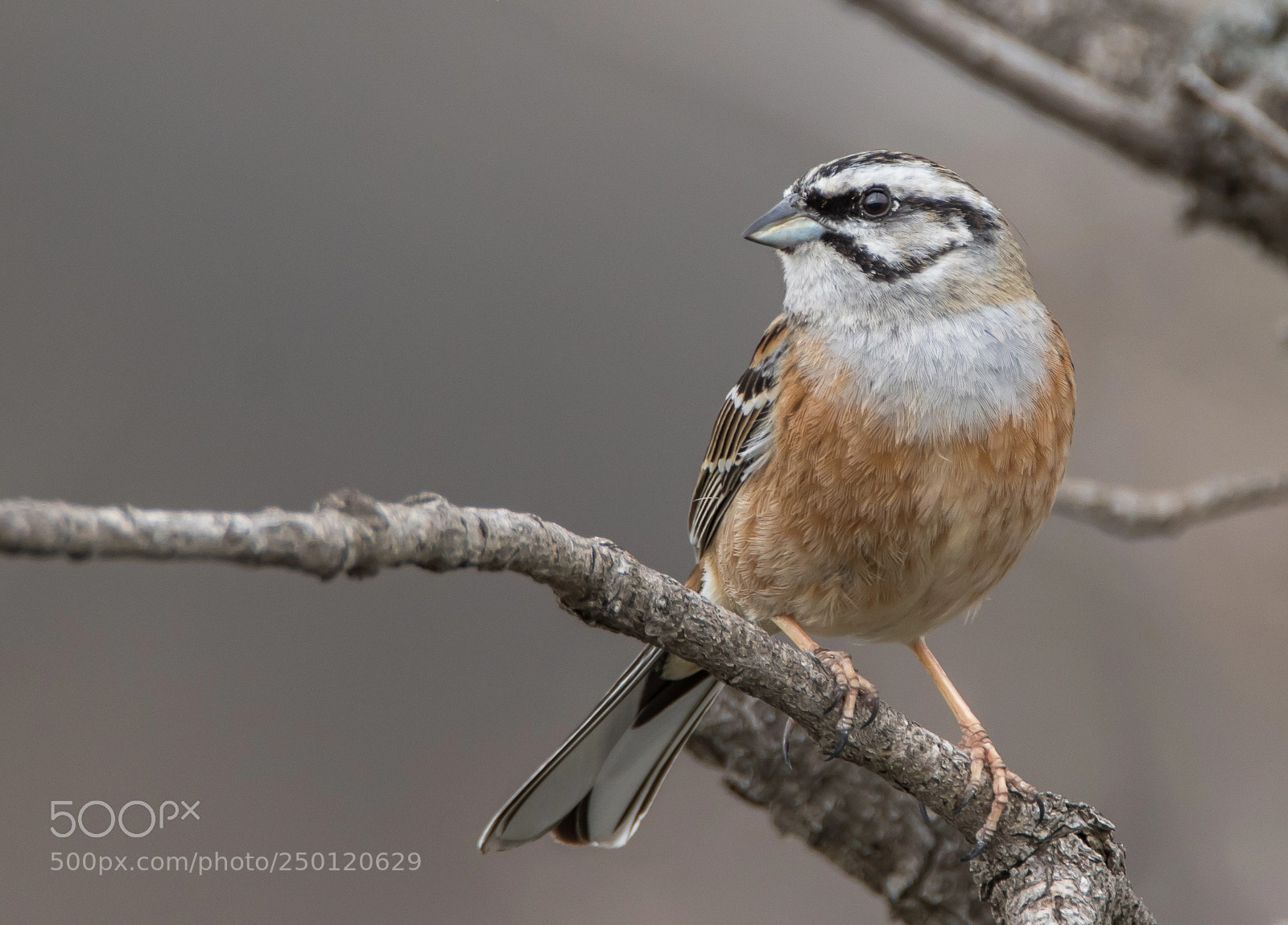 Canon EOS 7D Mark II sample photo. Rock bunting photography