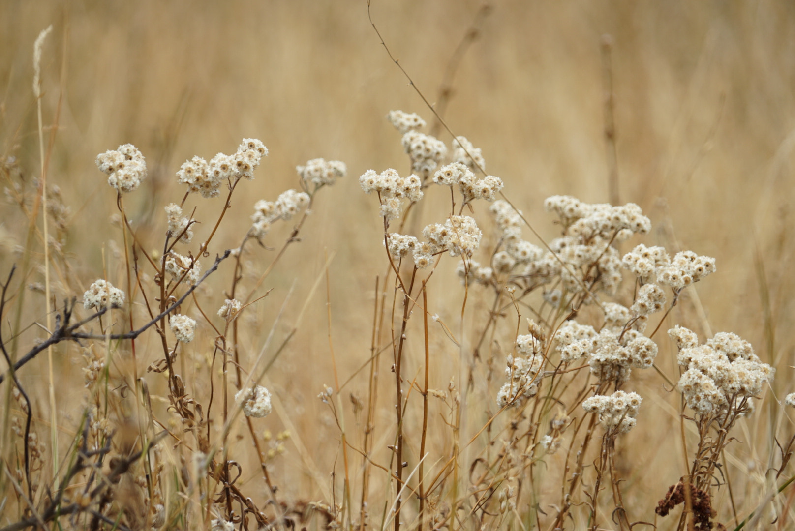 Sony E 55-210mm F4.5-6.3 OSS sample photo. Winter grass flower photography