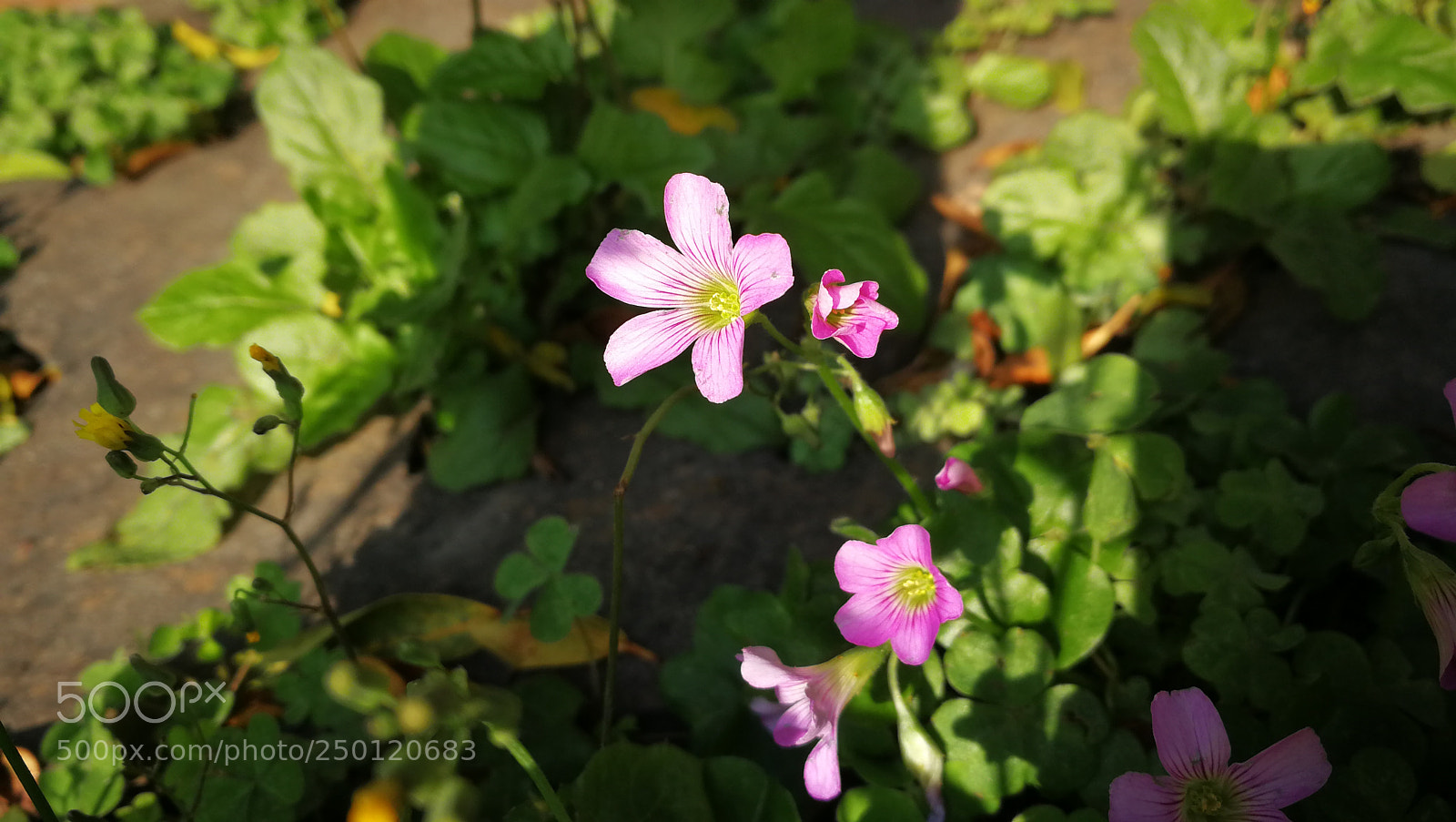 HUAWEI P10 sample photo. 阳光阴影 photography