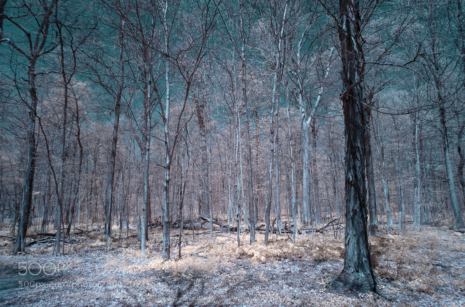 Sony a7R sample photo. Forest photography