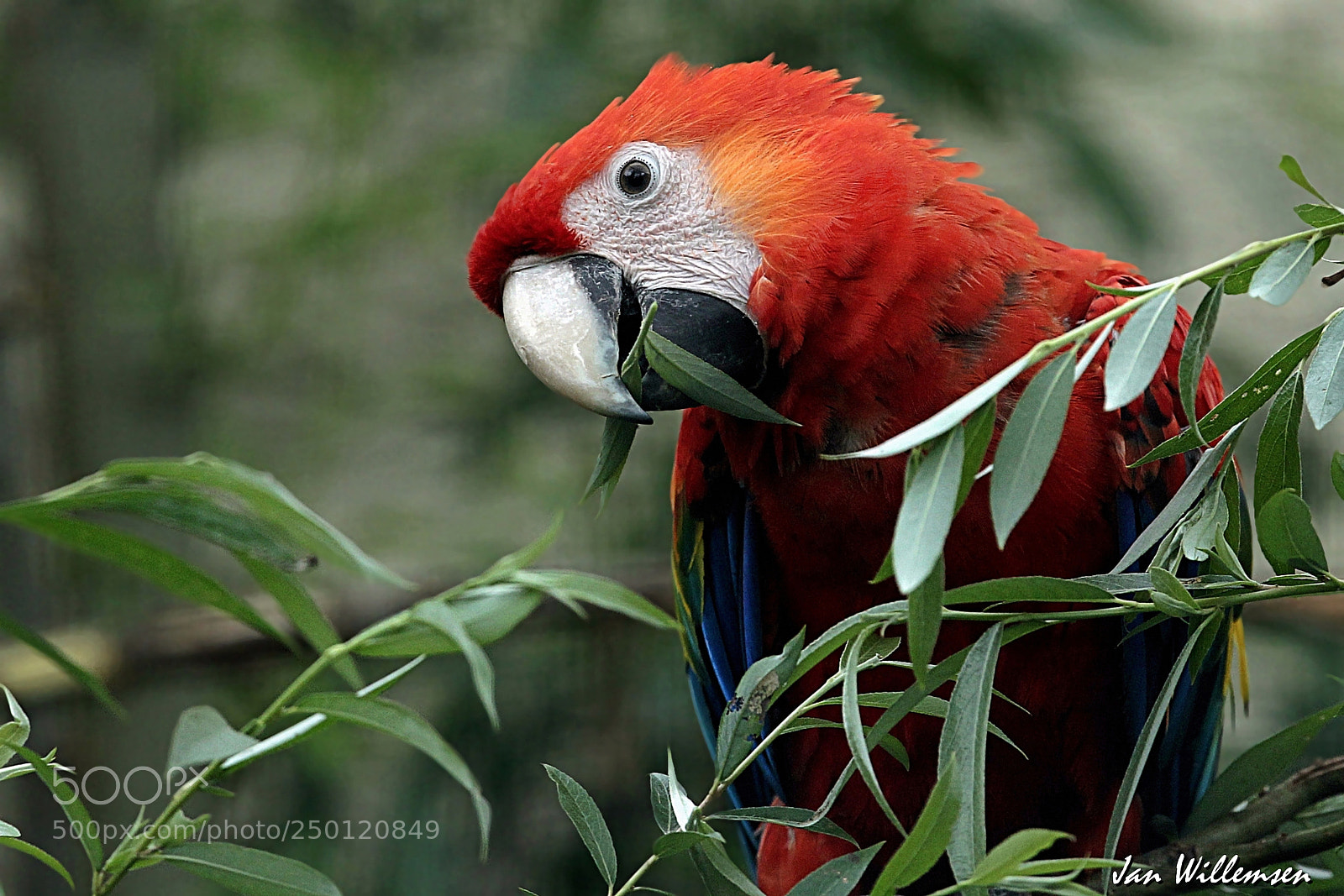 Canon EOS-1D Mark IV sample photo. Scarlet macaw photography