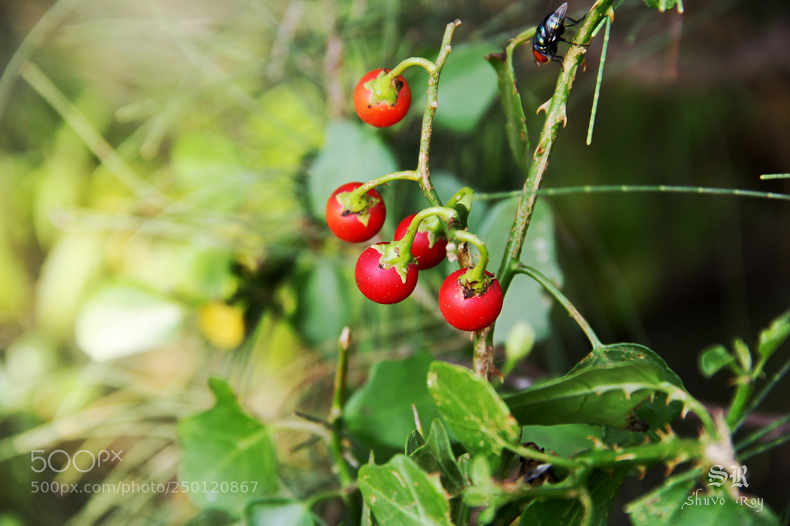 Canon EOS 60D sample photo. Solanum trilobatum. photography