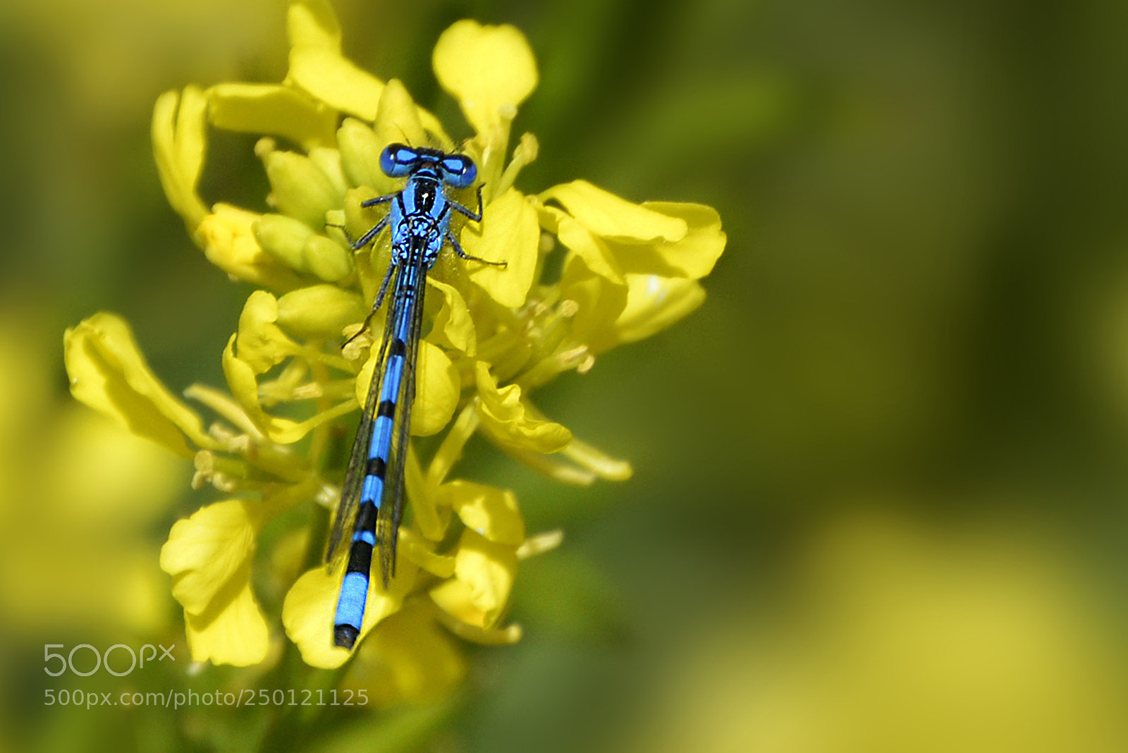 Nikon D5200 sample photo. Caballito del diablo photography