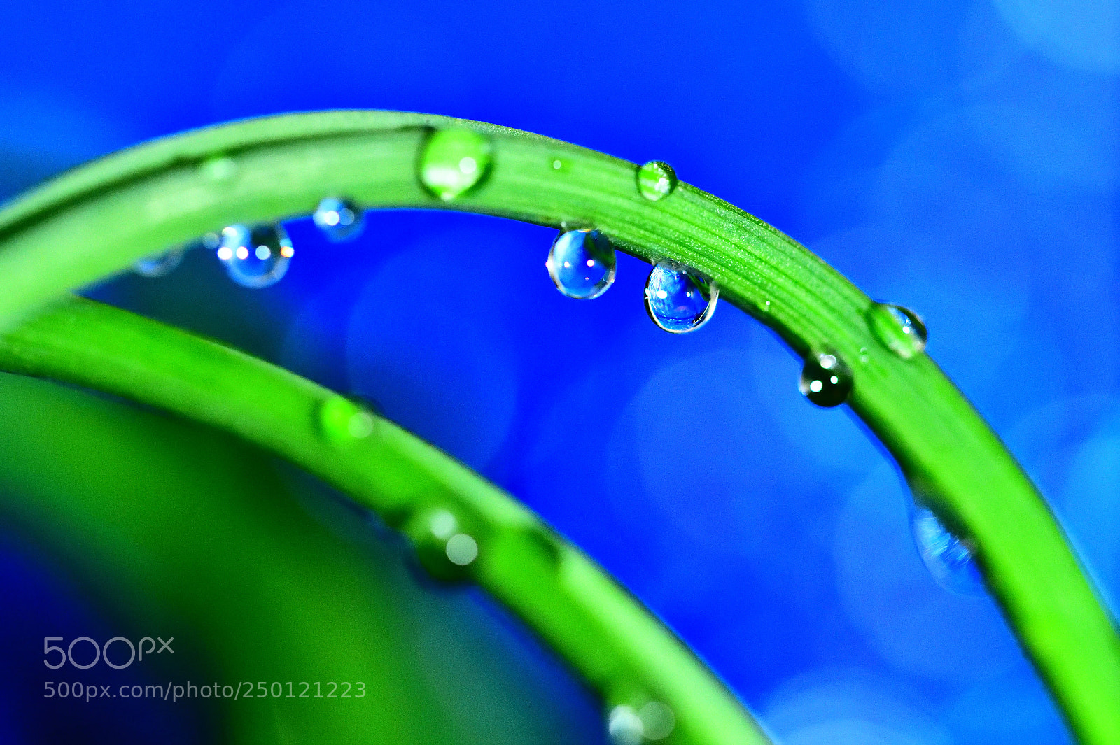 Nikon D850 sample photo. Dewdrops photography