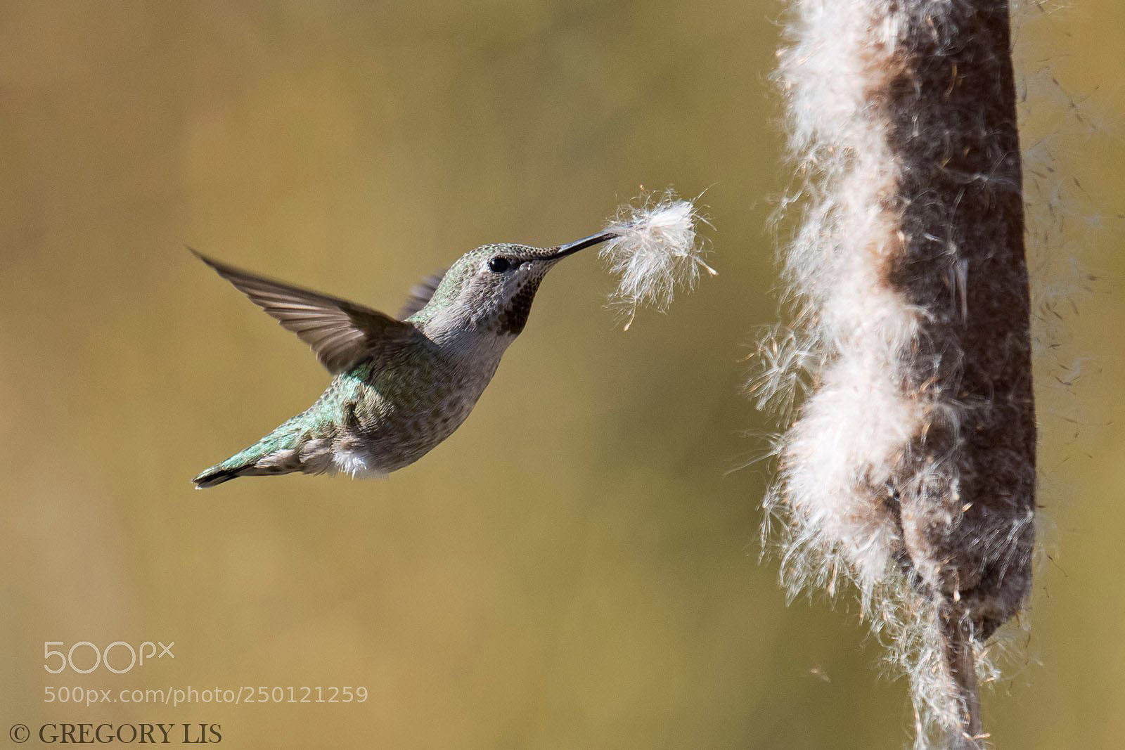Nikon D810 sample photo. Anna's hummingbird photography