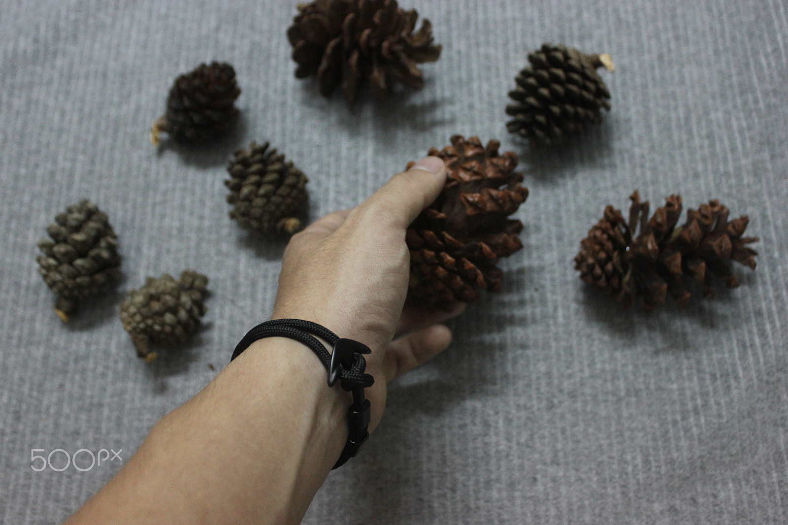 Canon EOS 550D (EOS Rebel T2i / EOS Kiss X4) sample photo. Maple photography