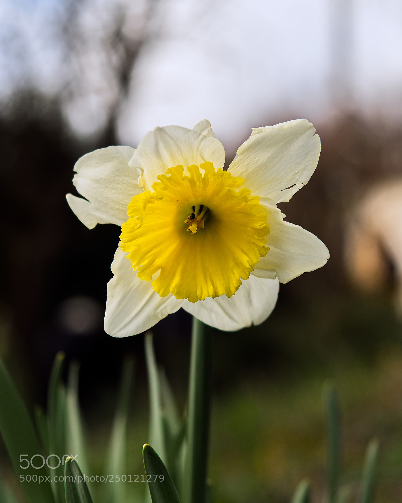Panasonic Lumix DC-GH5 sample photo. * photography