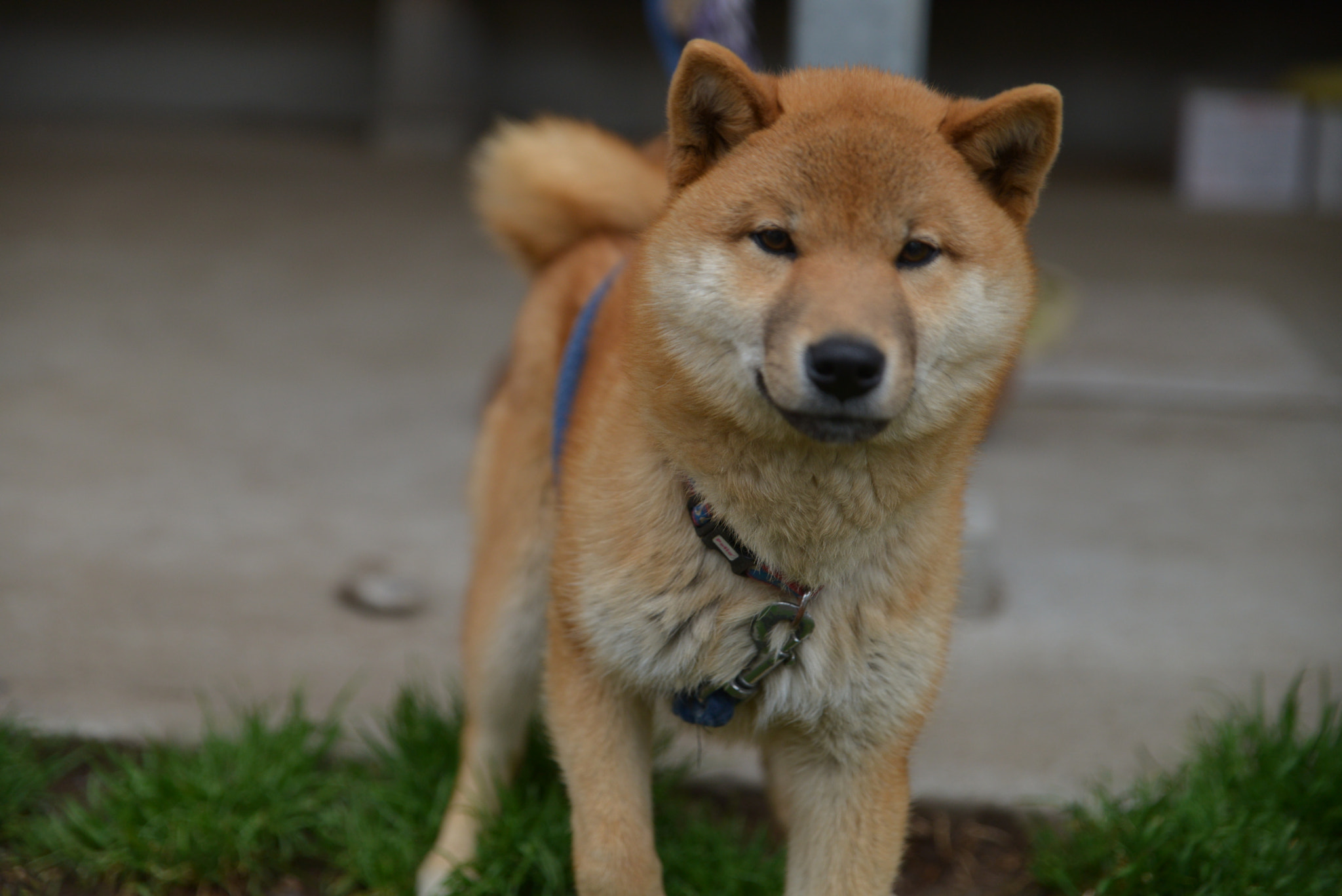 Nikon D600 sample photo. Shiba inu so cute photography