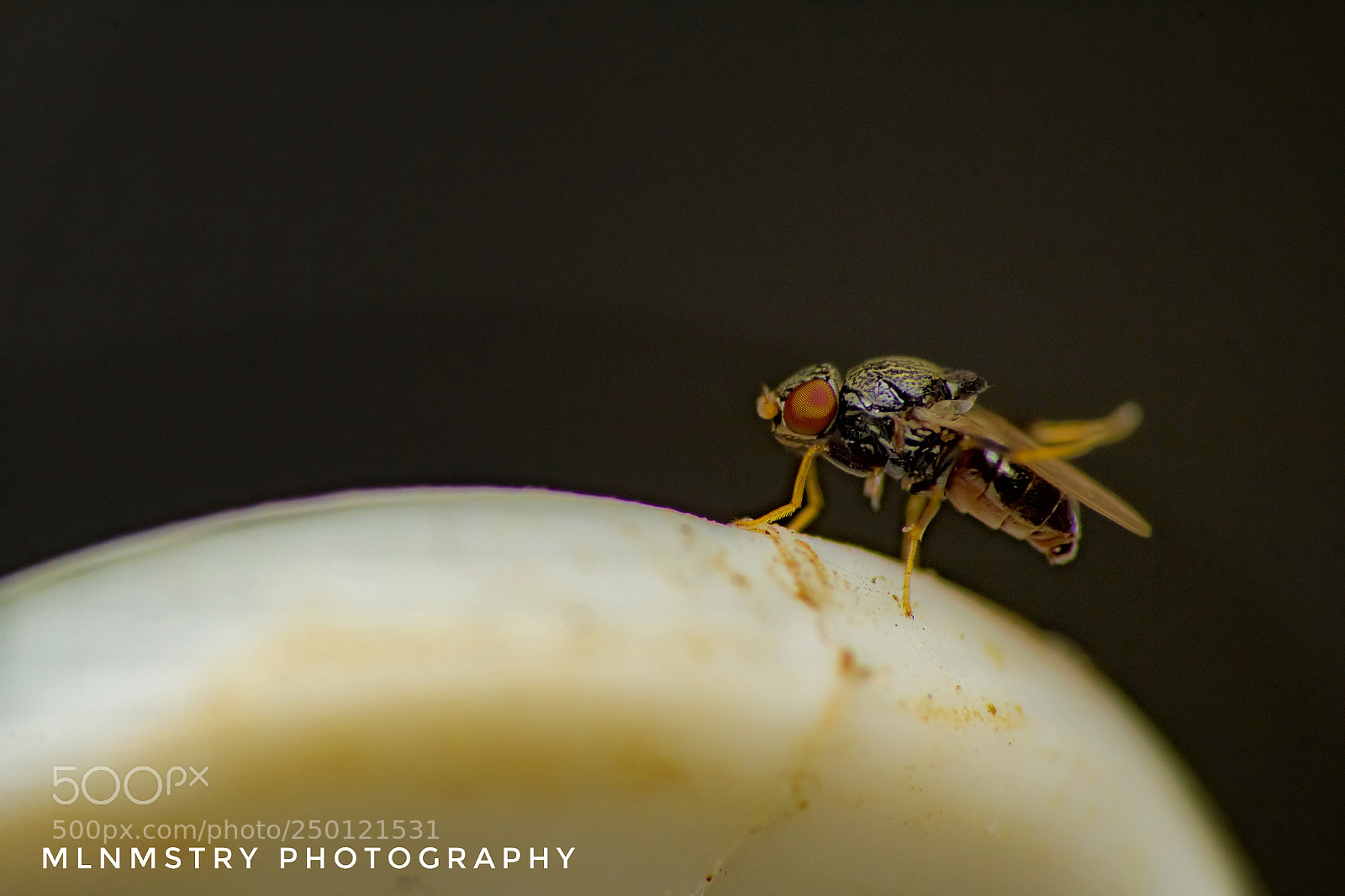 Canon EOS 1200D (EOS Rebel T5 / EOS Kiss X70 / EOS Hi) sample photo. Fruit fly photography