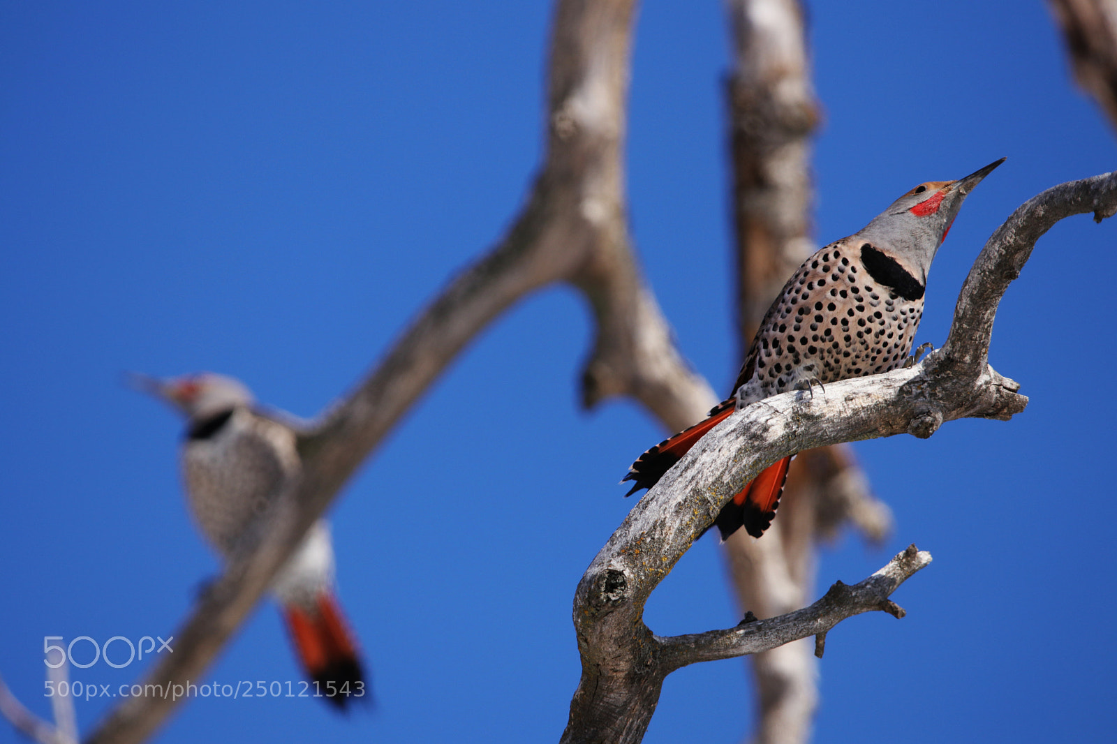 Canon EOS 80D sample photo. Courtship photography