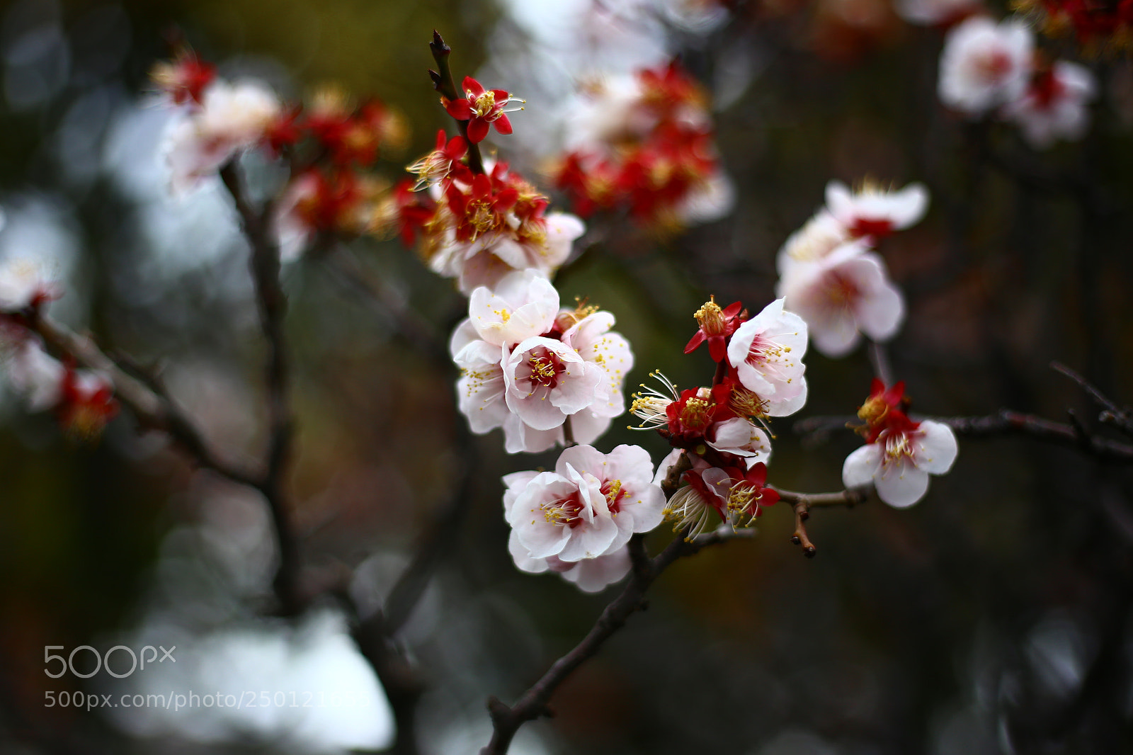 Canon EOS 6D + Canon EF 50mm F1.8 STM sample photo. Shakura photography