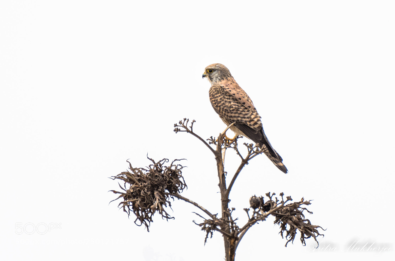 Pentax K-5 IIs sample photo. Common kestrel photography