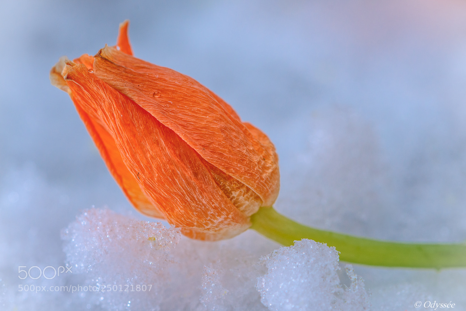 Nikon D500 sample photo. Frozen flower photography