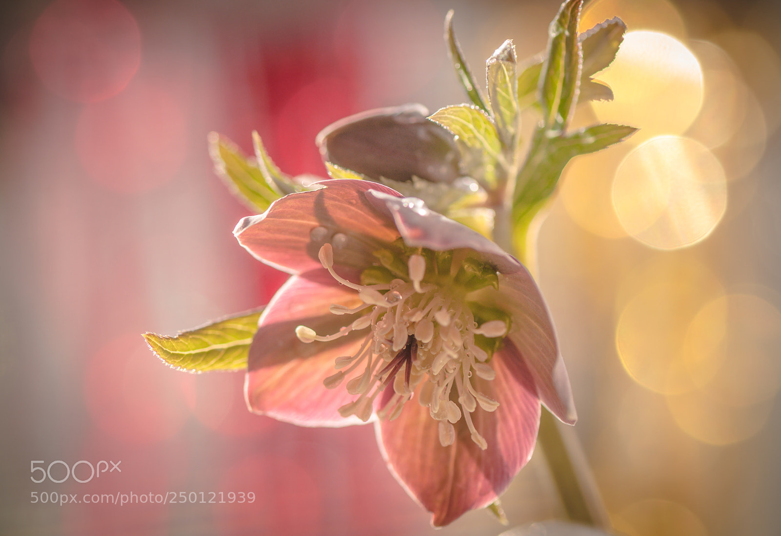 Nikon D5000 sample photo. The march princess photography