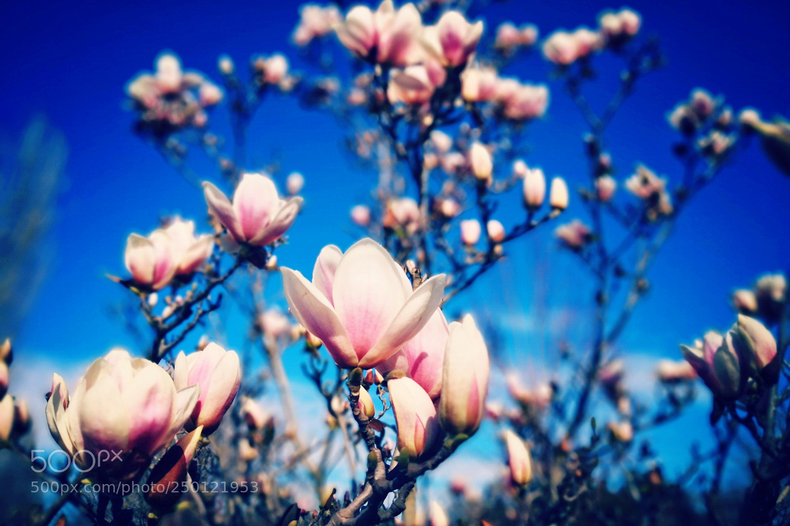HUAWEI Mate 10 Pro sample photo. Magnolia photography