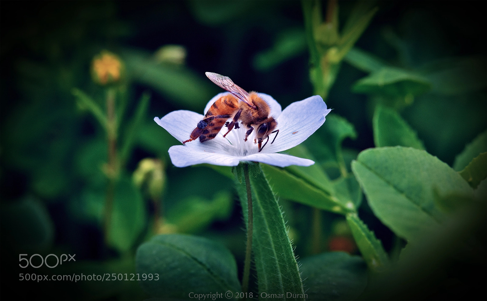 Nikon D300 sample photo. The bee photography