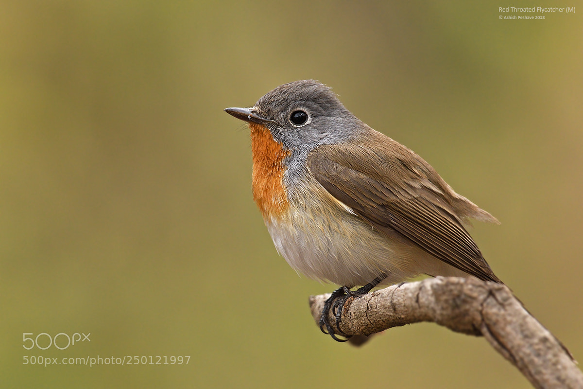 Nikon AF-S Nikkor 200-500mm F5.6E ED VR sample photo. Red throated flycatcher photography