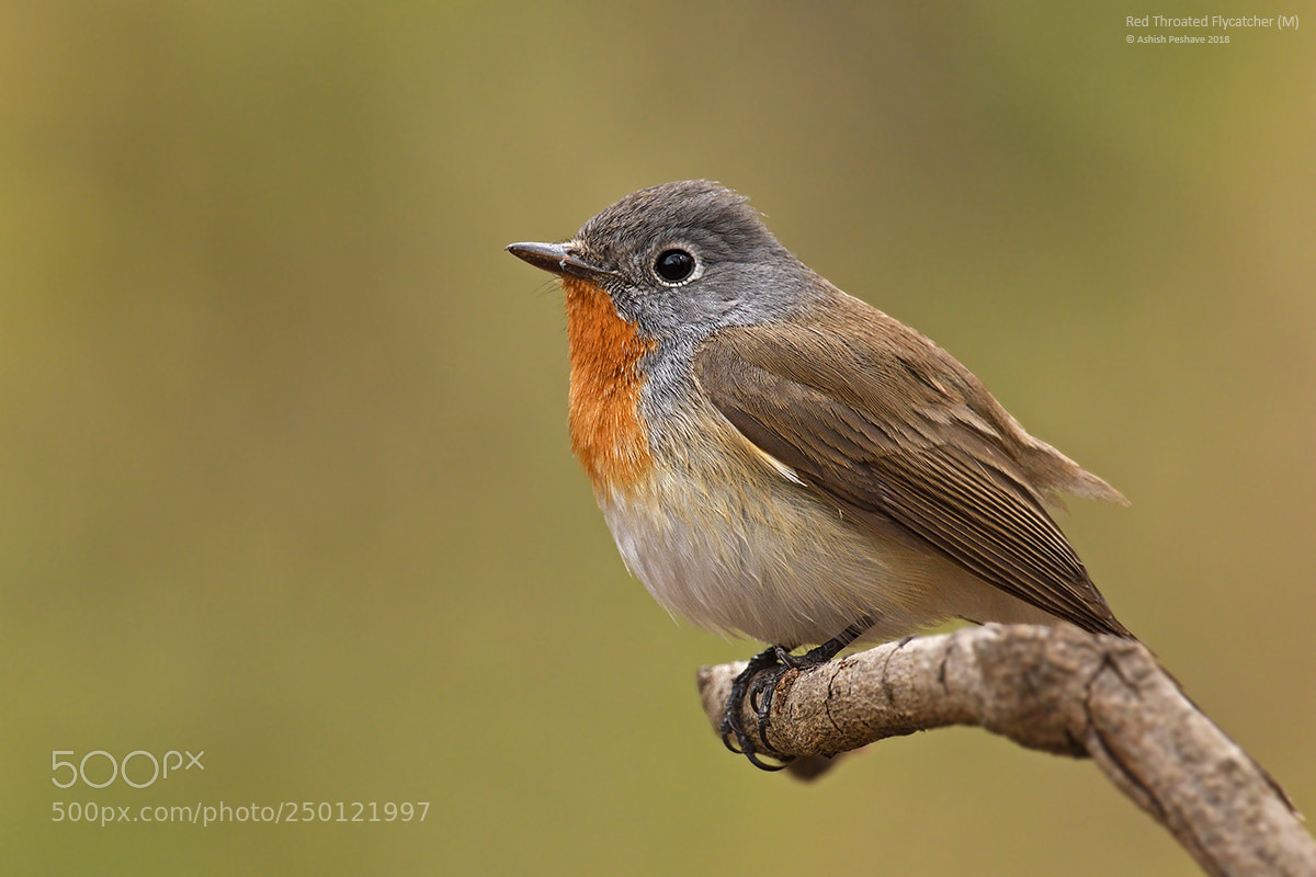 Nikon D500 sample photo. Red throated flycatcher photography