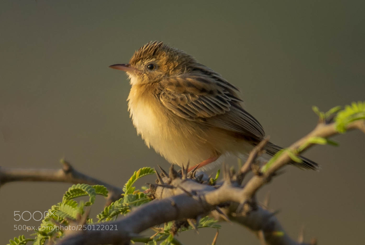 Nikon D5300 sample photo. Zitting cisticola photography