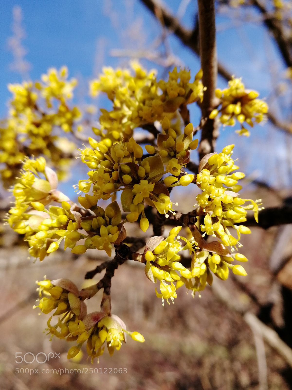 HUAWEI Honor 9 sample photo. Cornus mas - beautiful photography