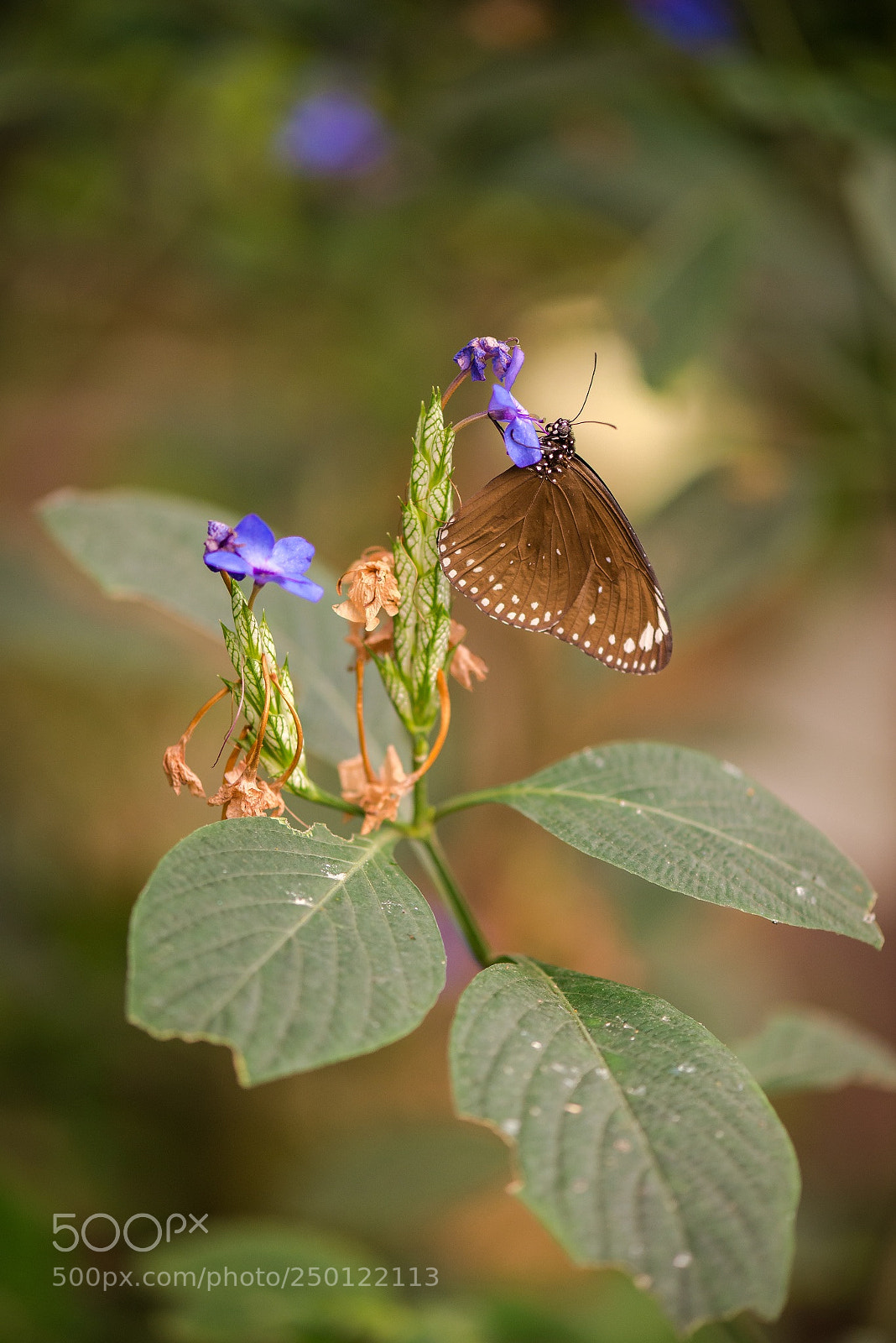 Nikon D600 sample photo. Another two brands crow photography