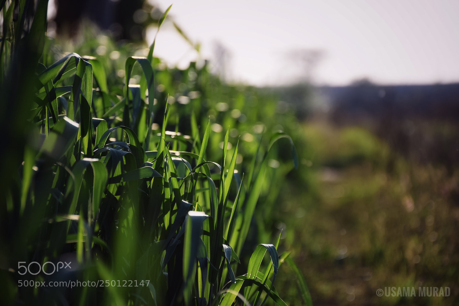 Nikon D7200 sample photo. Wheat fields photography