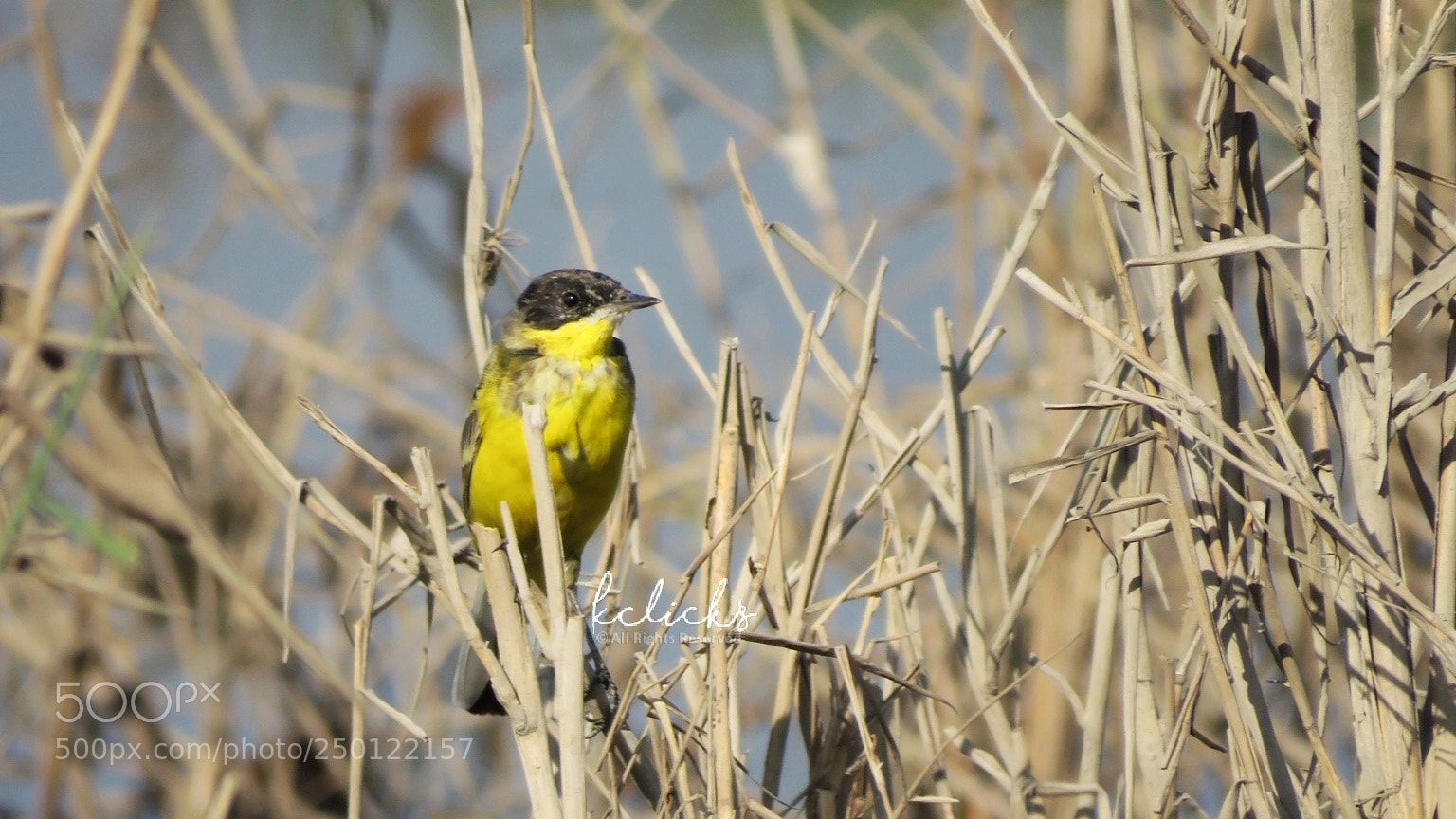 Canon PowerShot SX60 HS sample photo. Eastern black-headed yellow wagtail photography