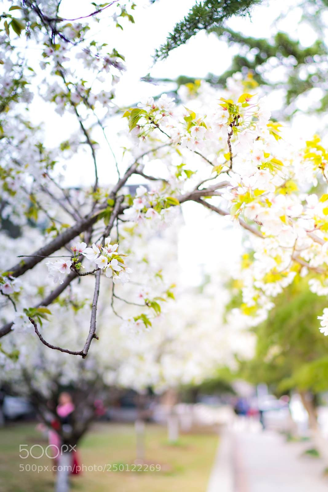 Sony a7R III sample photo. Untitled photography