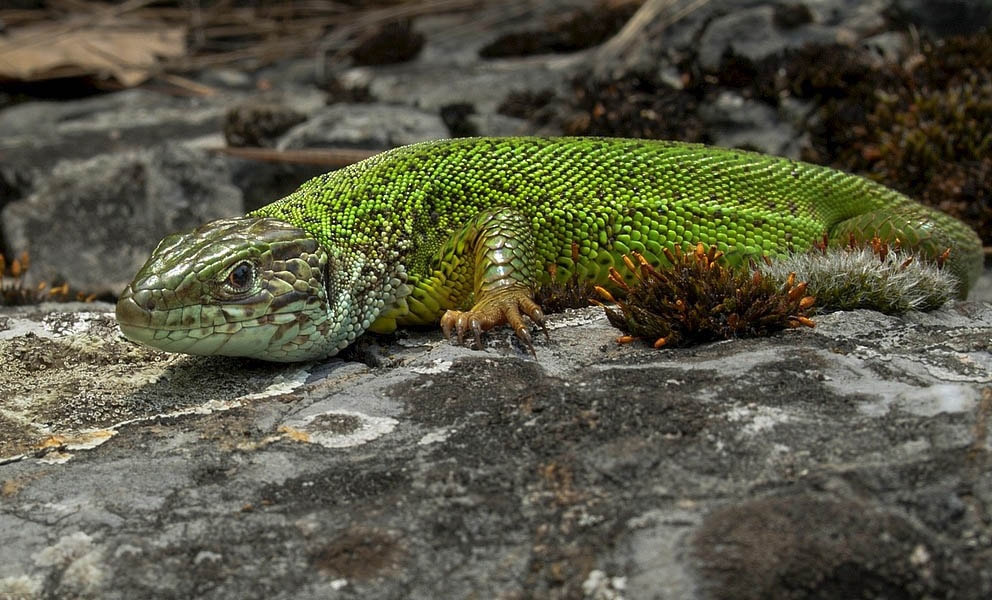 Olympus E-330 (EVOLT E-330) sample photo. Lacerta viridis ( european green lizard ) photography