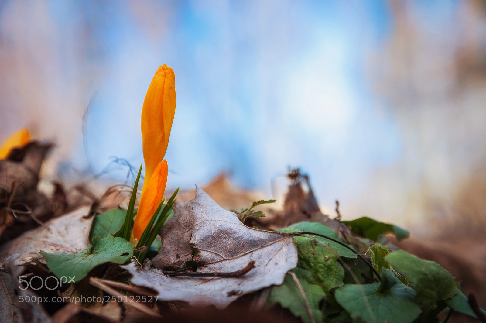 Nikon D5000 sample photo. Crocuses photography