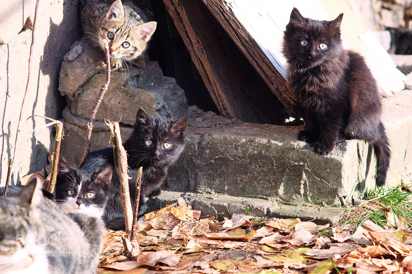 Fujifilm X-A1 sample photo. Group of kittens photography
