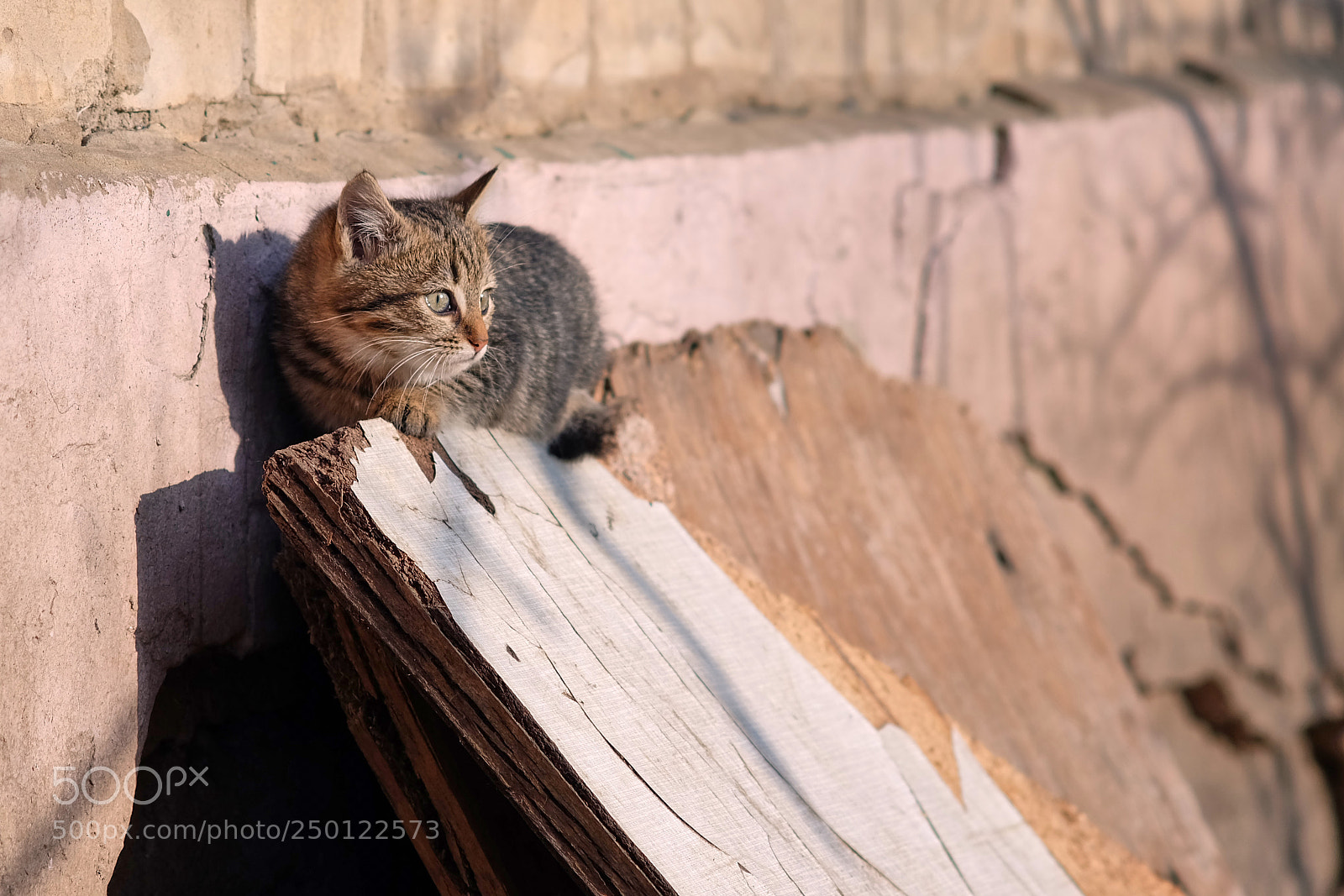 Fujifilm X-A1 sample photo. Solo kitten photography