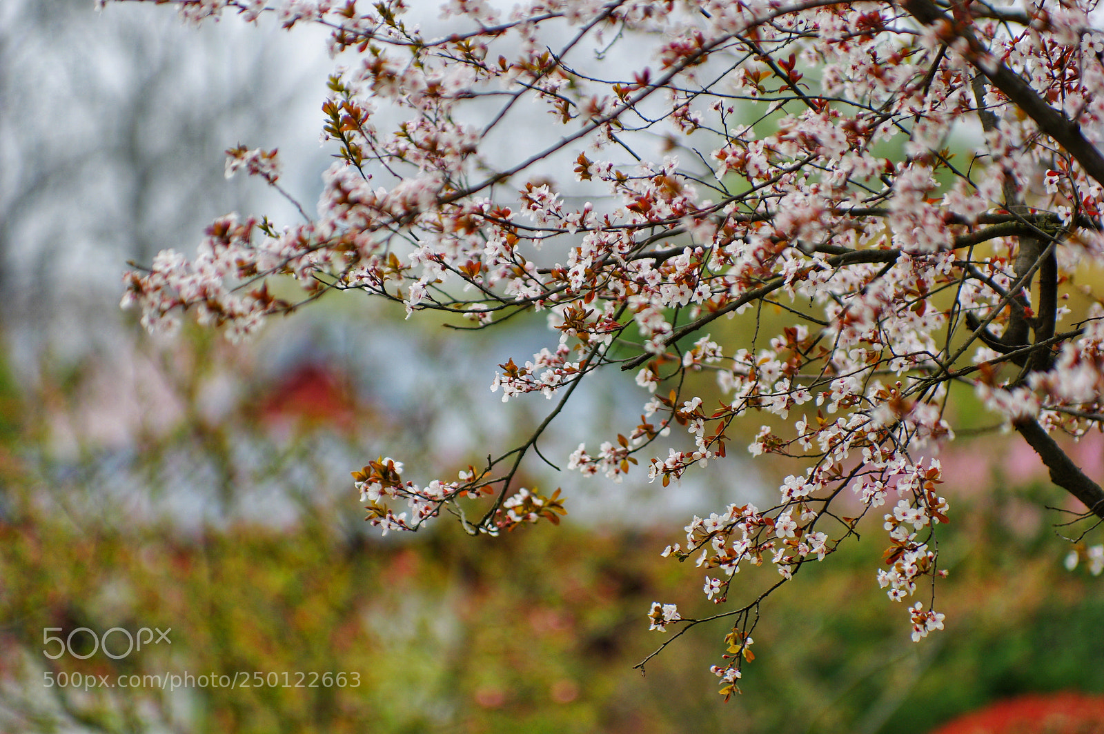 Pentax K-3 II sample photo. Untitled photography