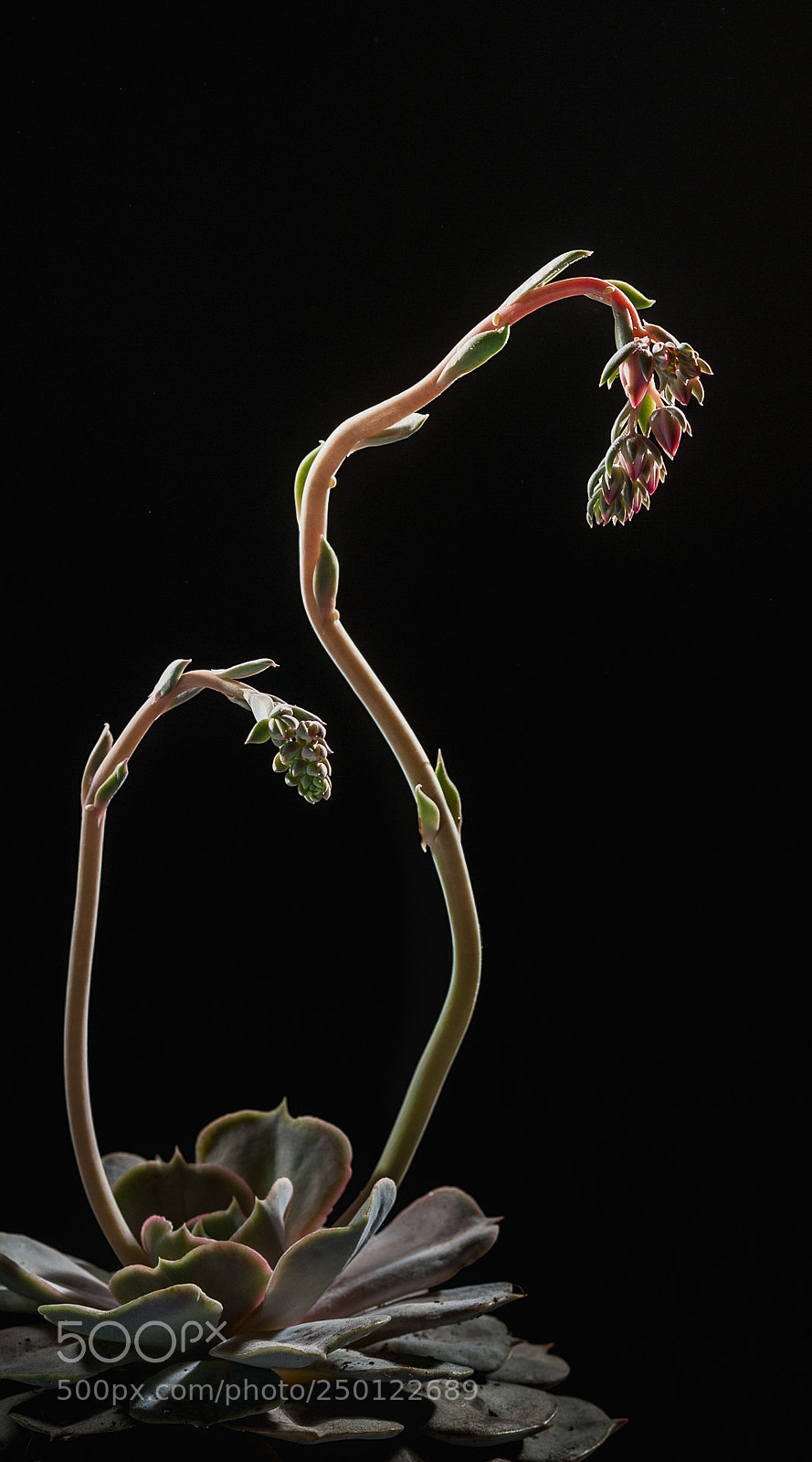 Nikon D700 sample photo. Succulents photography