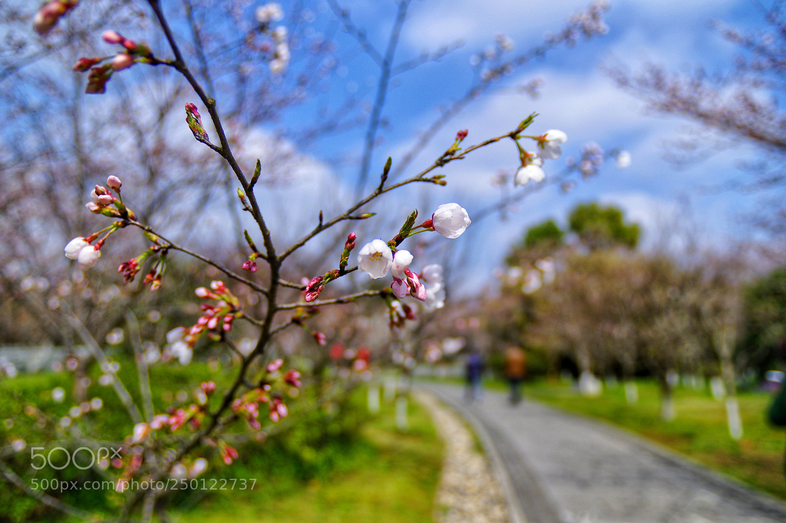 Pentax K-3 II sample photo. Untitled photography