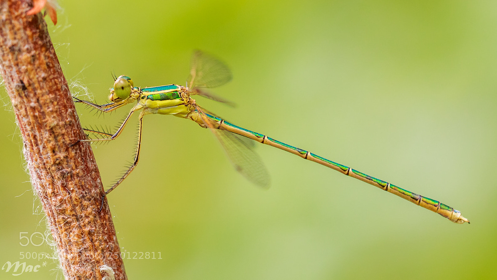 Canon EOS 70D sample photo. Migrant spreadwing photography