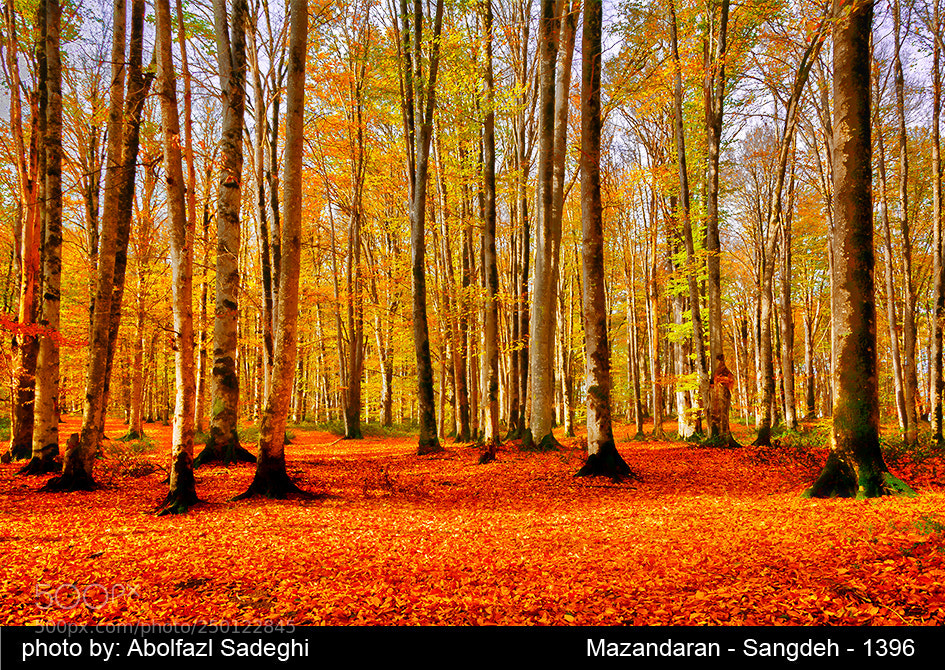 Nikon D7100 sample photo. Autumn photography