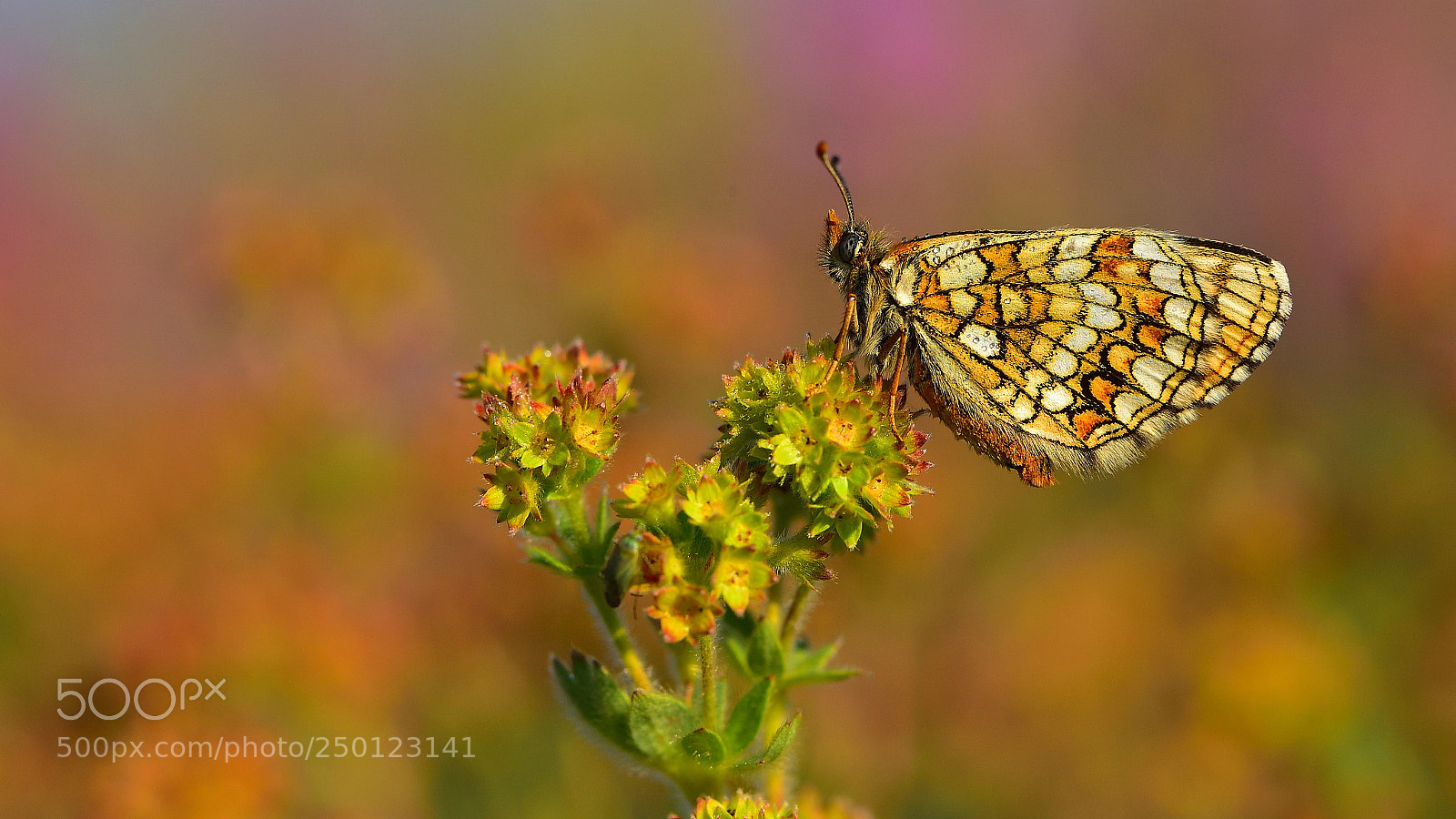 Nikon D810 sample photo. G zel amannisa melitaea photography