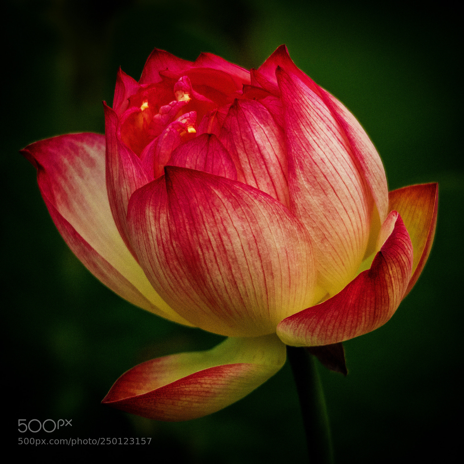 Olympus OM-D E-M1 sample photo. Lotus bud photography
