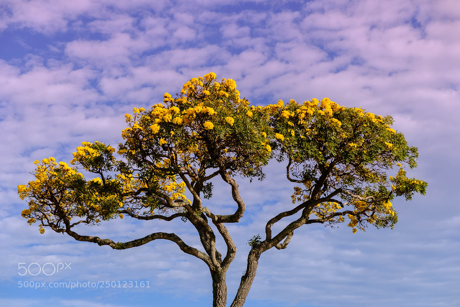 Fujifilm X-E3 sample photo. Sparkling sunshine photography