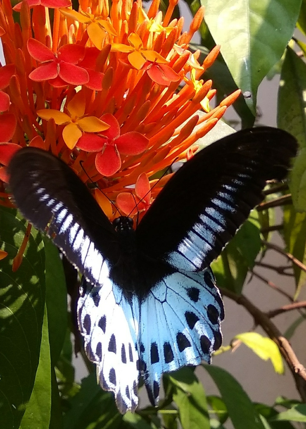 Xiaomi MI MAX sample photo